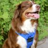 Venture Paw Pull Control Dog Harness