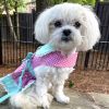 Polka Dot and Lace Dog Dress Set with Leash